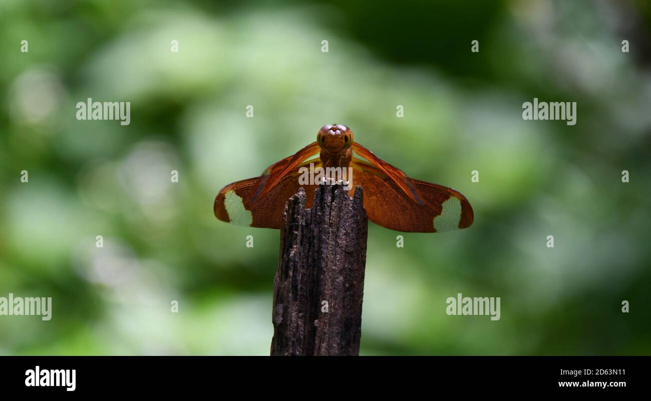 Foto di un insetto che mangia qualcosa. Foto Stock