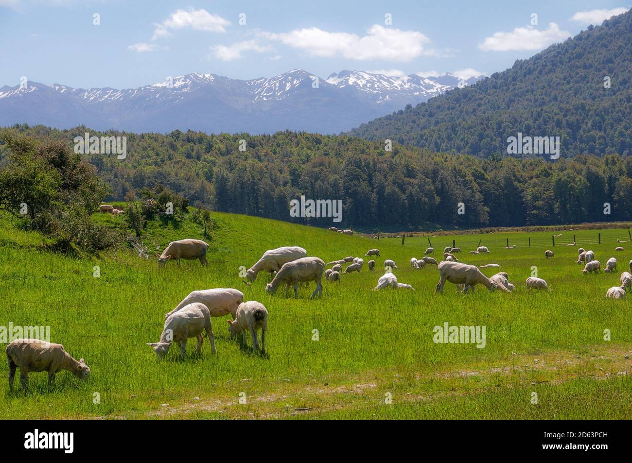 Gregge di pecore che pascolano in un prato verde di fronte ad alberi e una catena montuosa. Isola del Sud, Nuova Zelanda. Foto Stock
