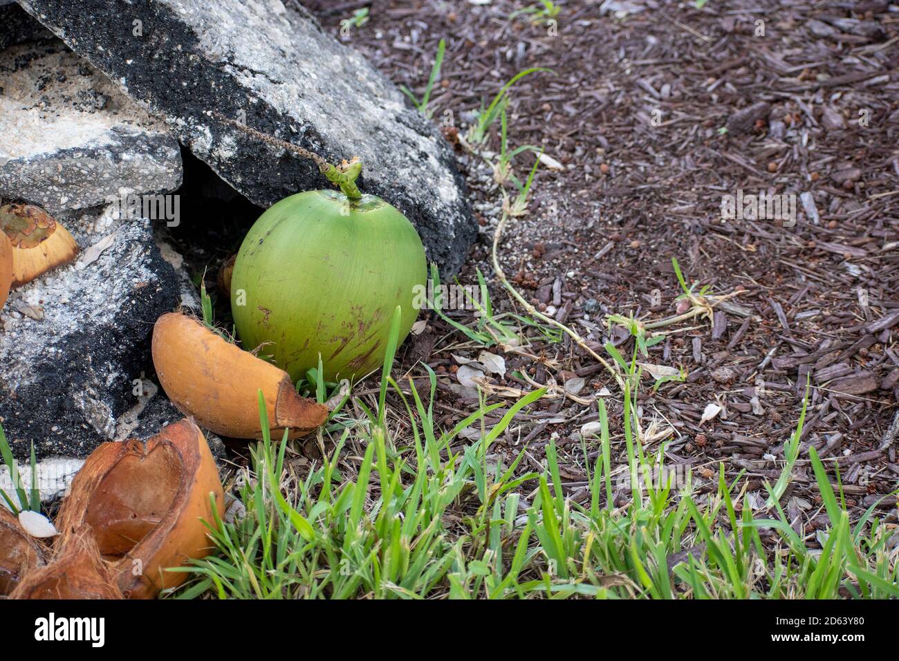 Cocco verde sul terreno con noci di cocco mature Foto Stock