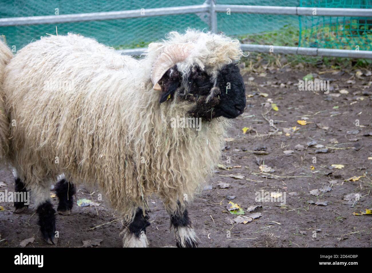 Vista di un Valais Blacknose, Ovis aries, è una razza di ovini domestici originari della regione del Vallese in Svizzera Foto Stock