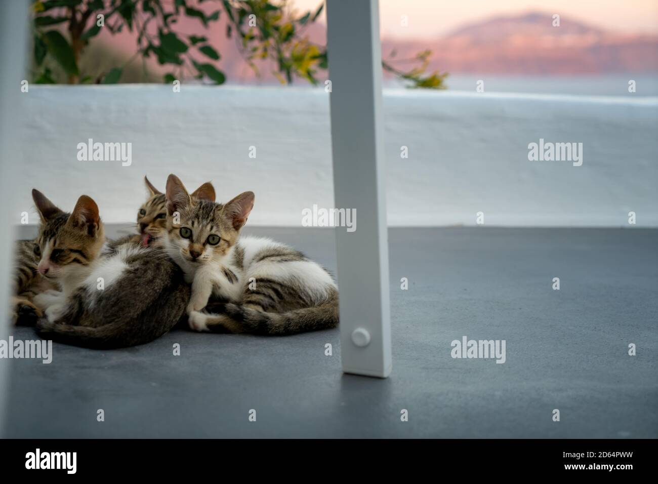 Tre giovani gatti sdraiati sul pavimento di una terrazza a Oia, Santorini. Bei colori del tramonto sulla caldera Foto Stock