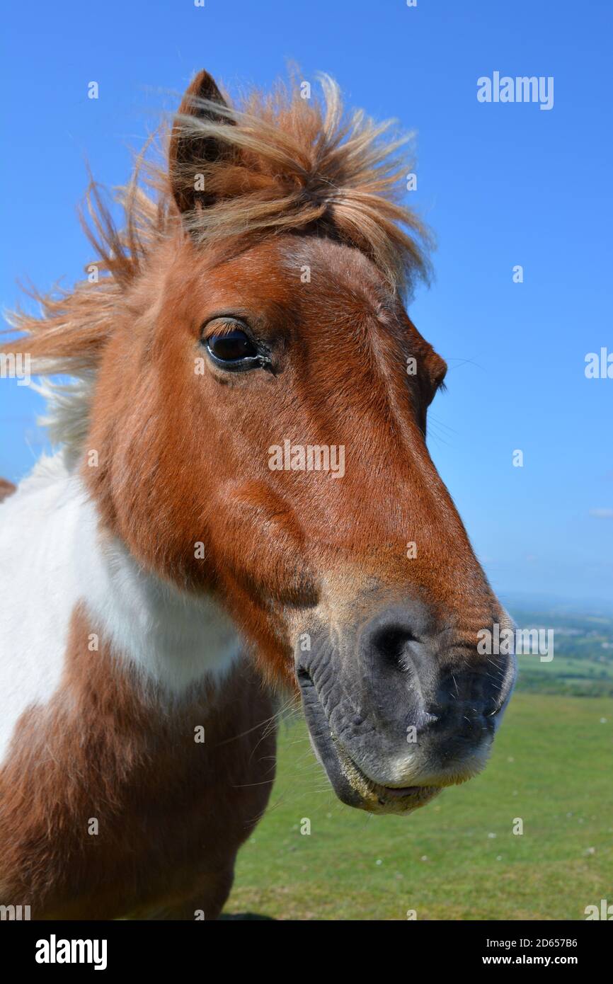 Pony nel Dartmoor National Park, Devon, Inghilterra Foto Stock