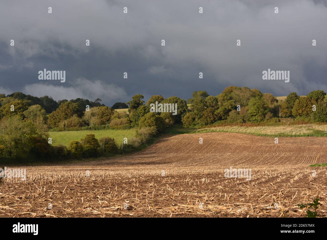 Nubi tempesta su campo di mais raccolto con campi verdi e colline oltre, East Chinnock, Somerset, Inghilterra Foto Stock