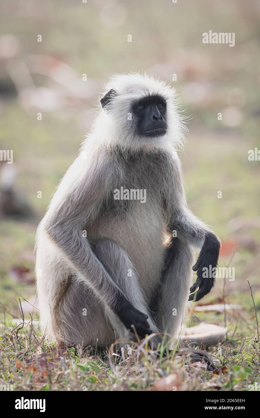 Il langur grigio (Semnopithecus) adotta le pose quasi umane-simili nel boscoso Habitat dell'India Foto Stock