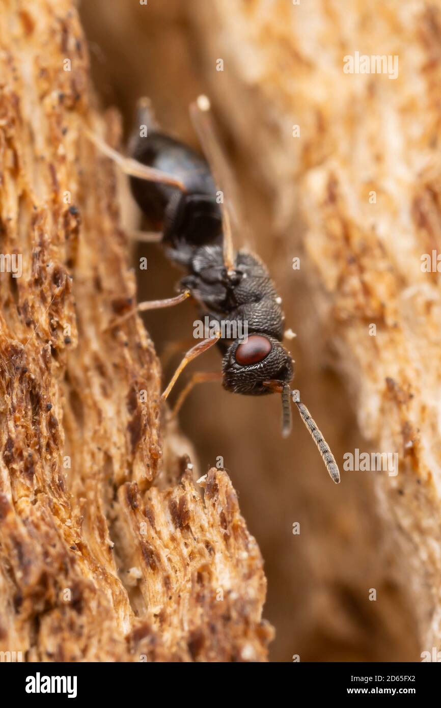 Eurytomid Wasp (Eurytominae) - Donna Foto Stock