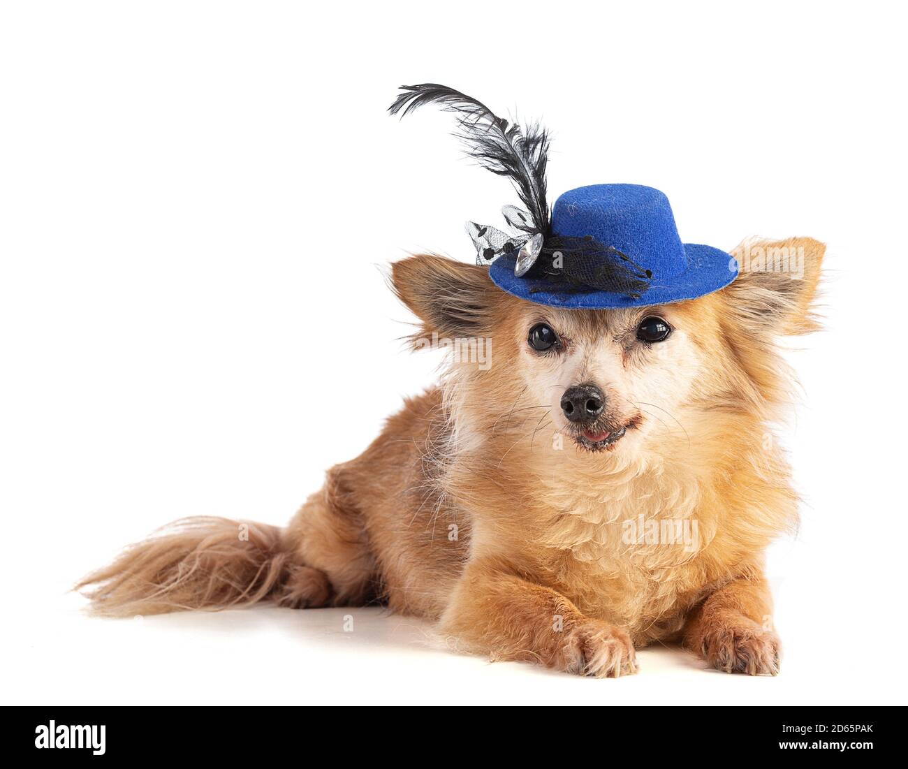 Chihuahua dai capelli lunghi con cappello blu su sfondo bianco Foto Stock