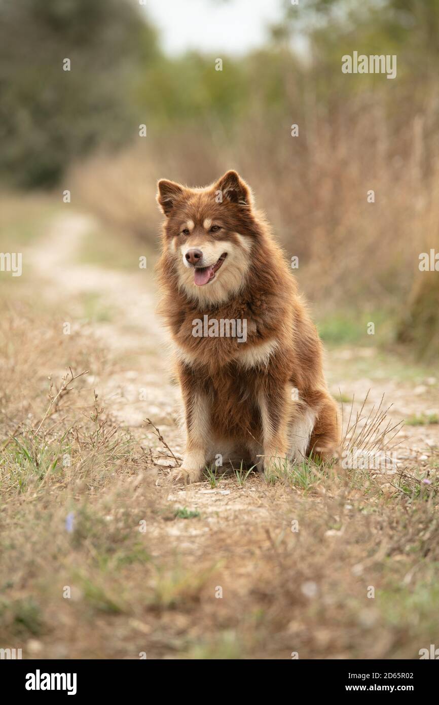 Mandante laponiano seduto libero nella natura Foto Stock