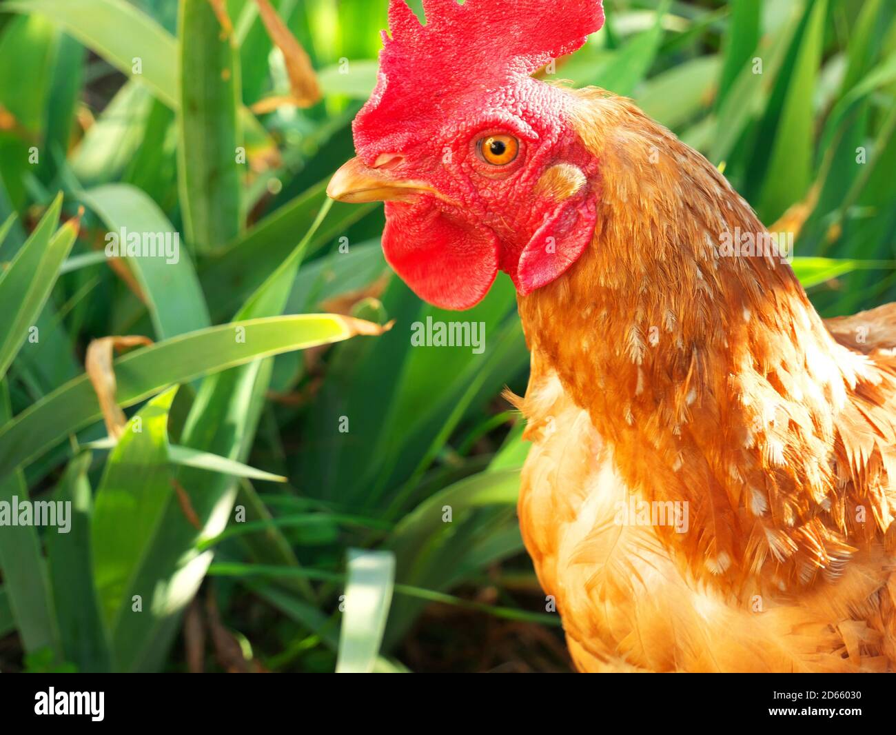 Primo piano sulla testa di una gallina a testa rossa vista dal lato, in natura Foto Stock