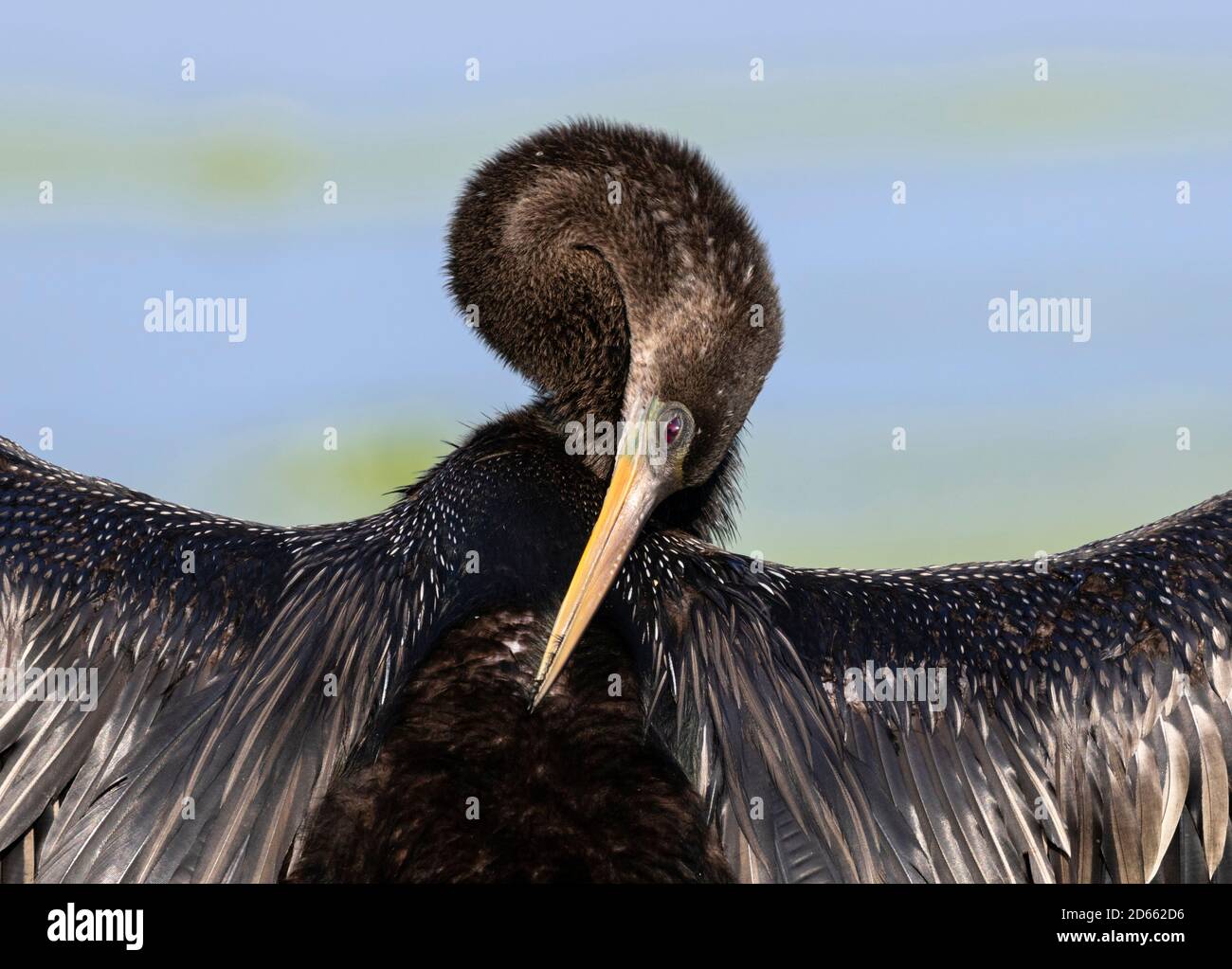 Anhinga (Anhinga anhinga) che asciuga e pulisce le piume, Brazos Bend state Park, Needville, Texas, Stati Uniti Foto Stock