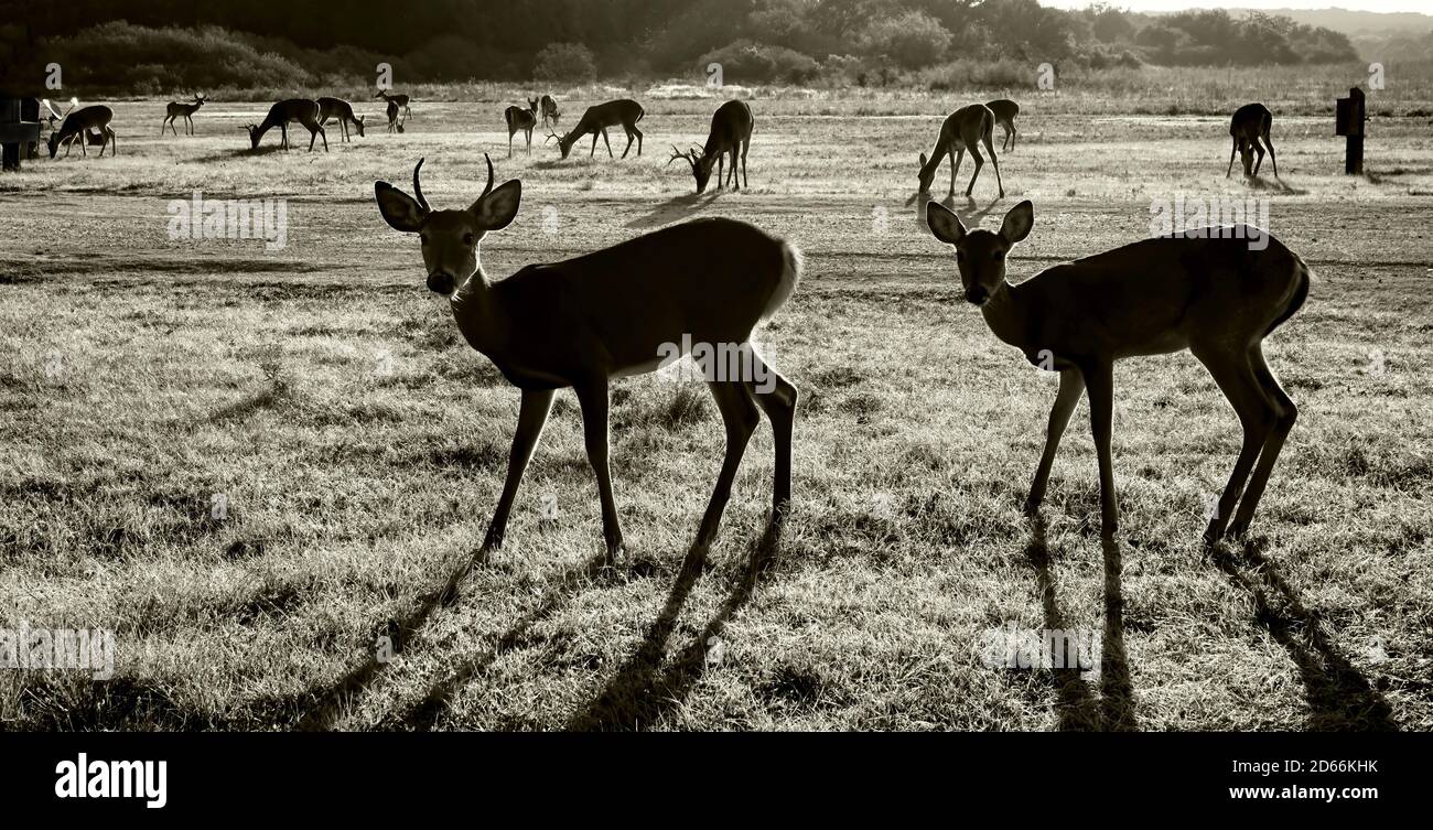 Silhouette di South Texas Deer in bianco e nero. Foto Stock