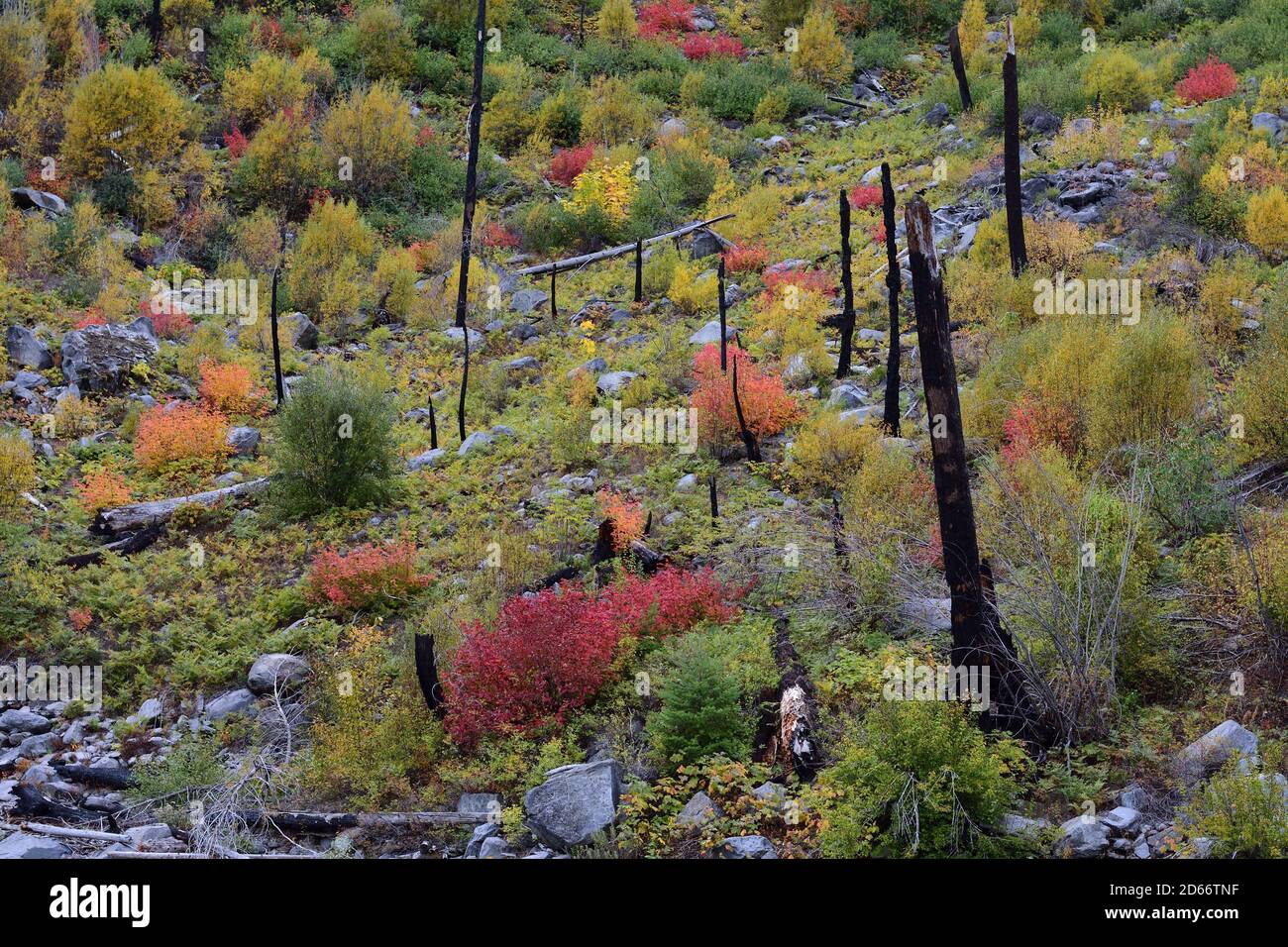 La colorata crescita dell'autunno lascia tra gli alberi bruciati il precedente incendio nella foresta lungo l'autostrada US-2 e nello stato di Washington, USA Foto Stock