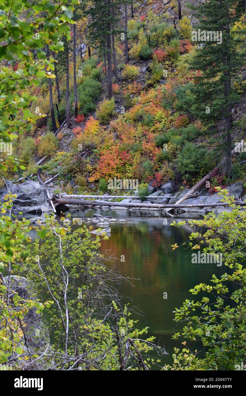 Colorato autunno nuovo crescita foglie tra gli alberi bruciati da Precedente incendio di foresta con albero caduto sul fiume Wenatchee Lungo l'autostrada US-2 e in Wash Foto Stock