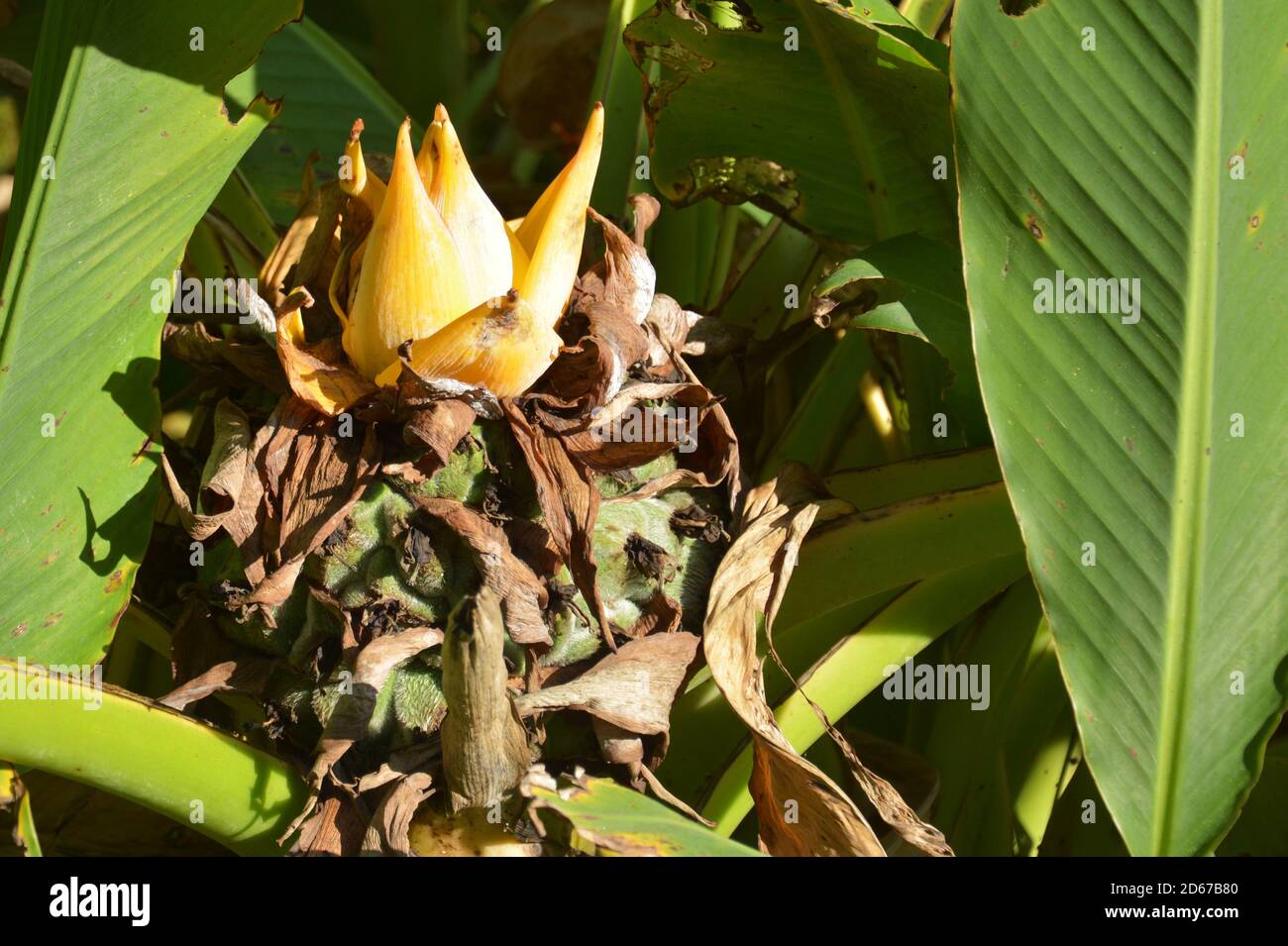 un isolato ensete lasiocarpum fiori mostra i suoi petali d'oro in pomeriggio soleggiato Foto Stock