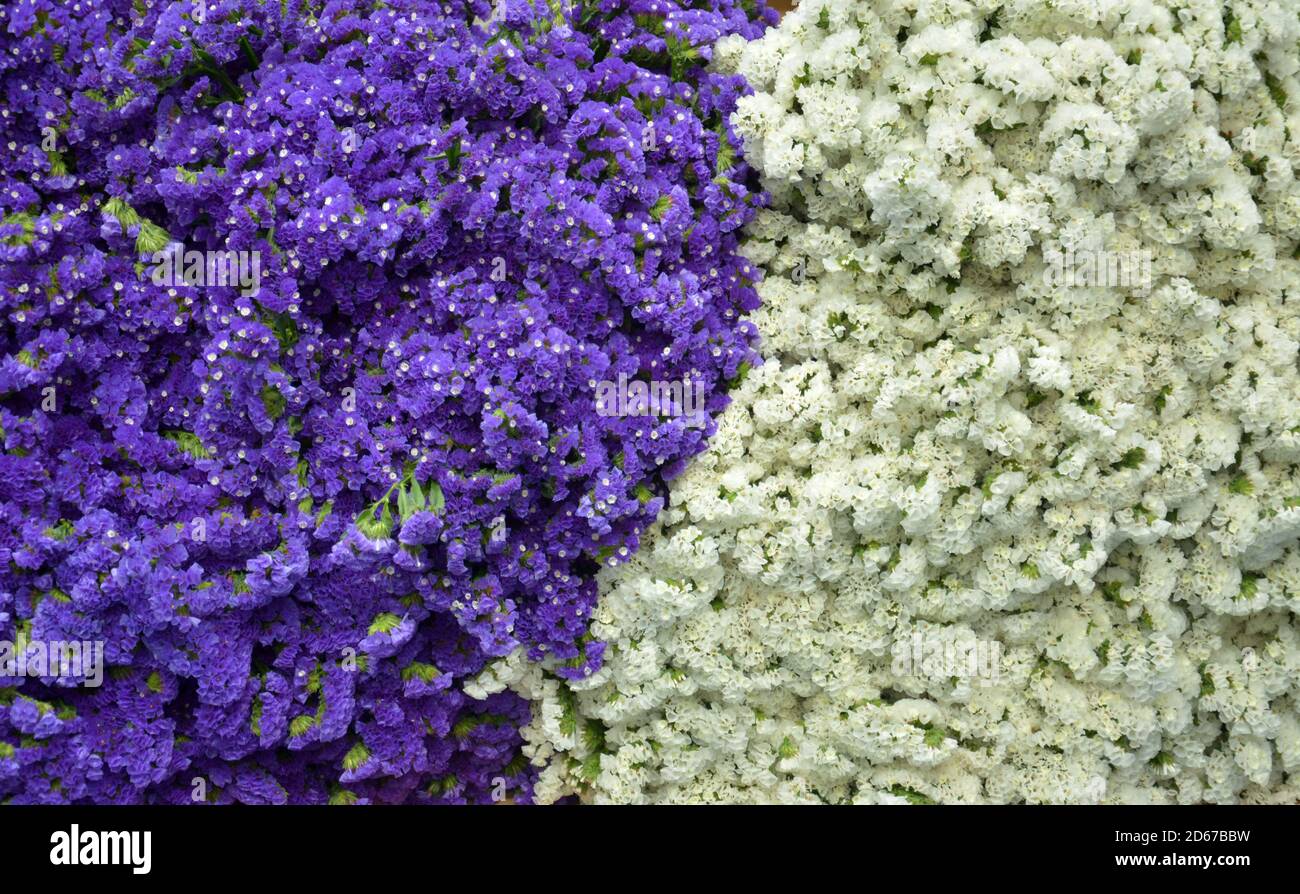 mazzo di fiori viola e bianchi per la vendita in il mercato Foto Stock