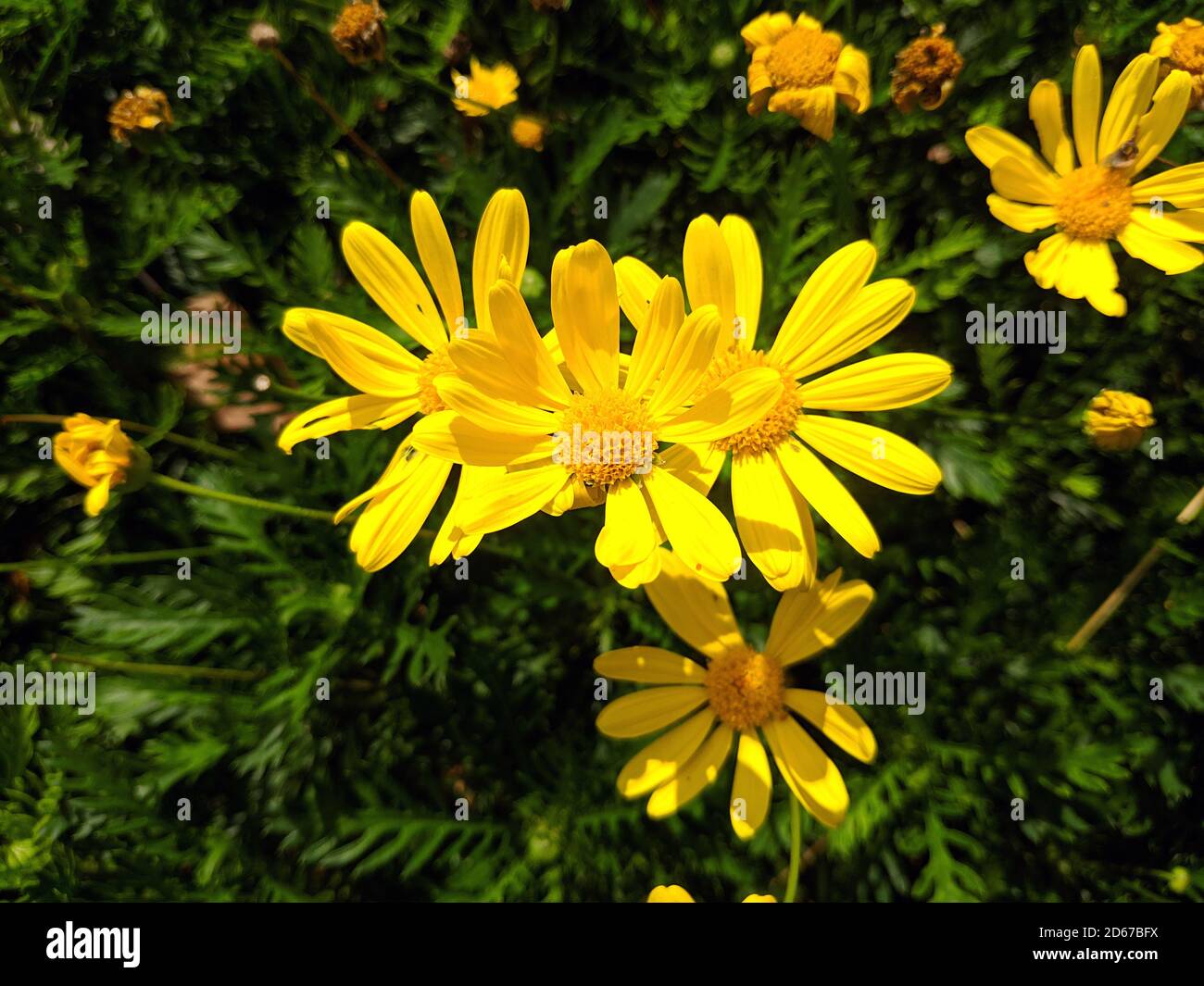 gruppi di giallo perenne camomilla fiori sotto il sole in il giardino Foto Stock