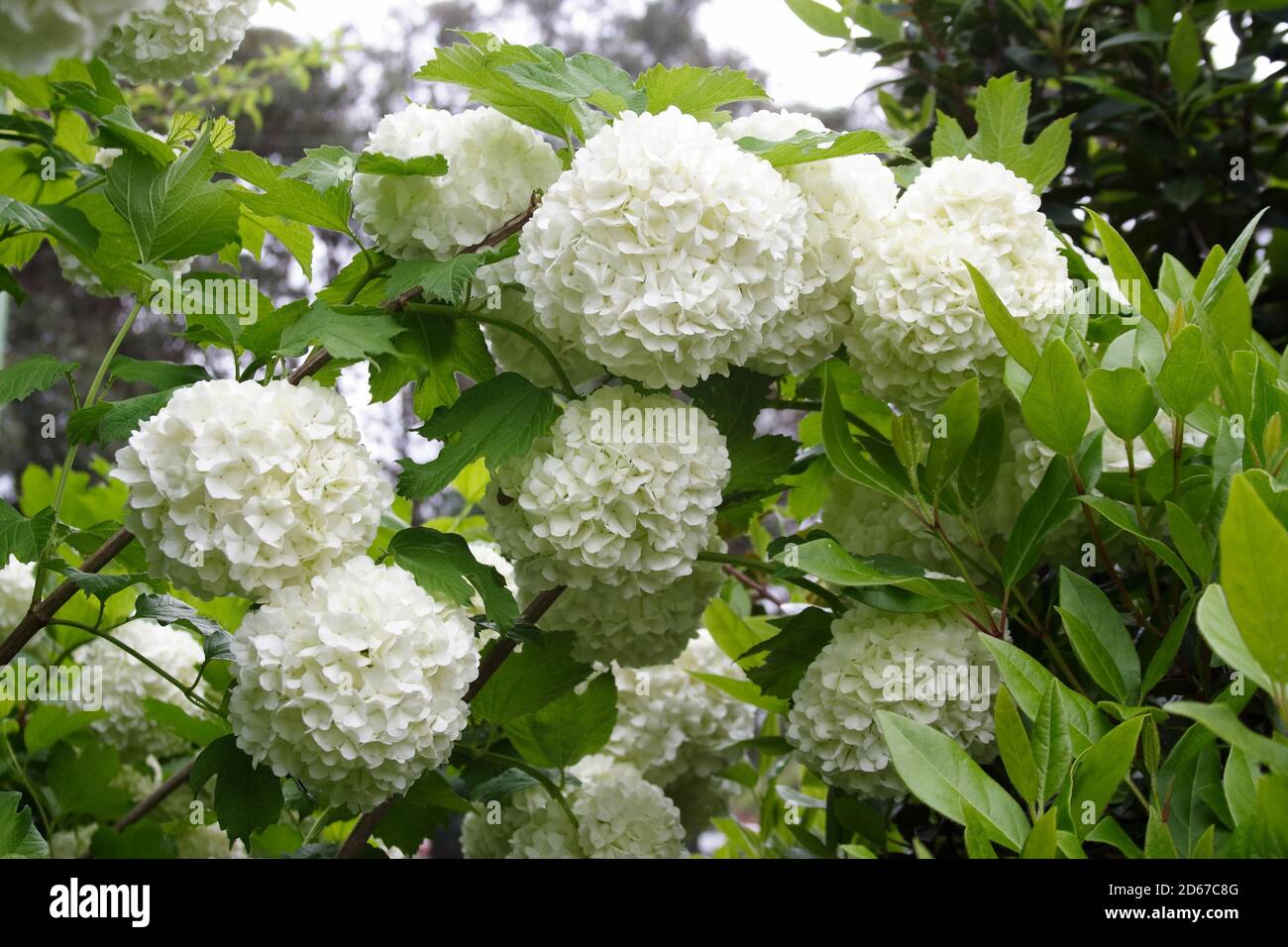 Teste di fiore a forma di sfera di un albero di Snowball, Opulus di Viburnum Foto Stock