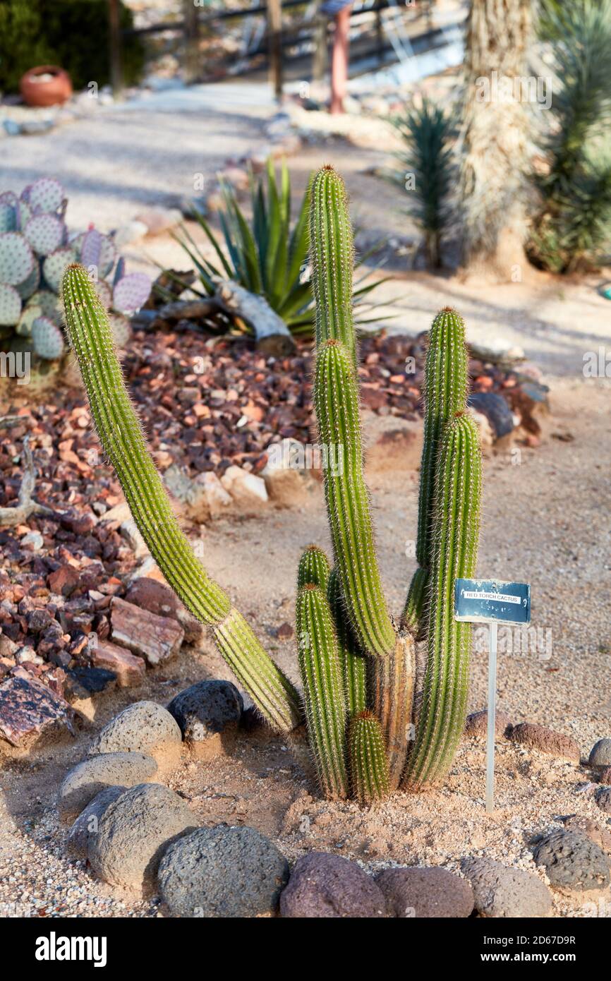 Red Torch Cactus, Arizona Foto Stock