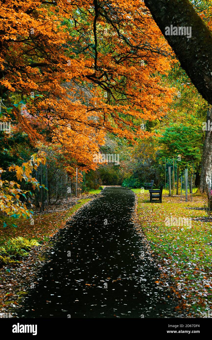 ben più giardino botanico Foto Stock