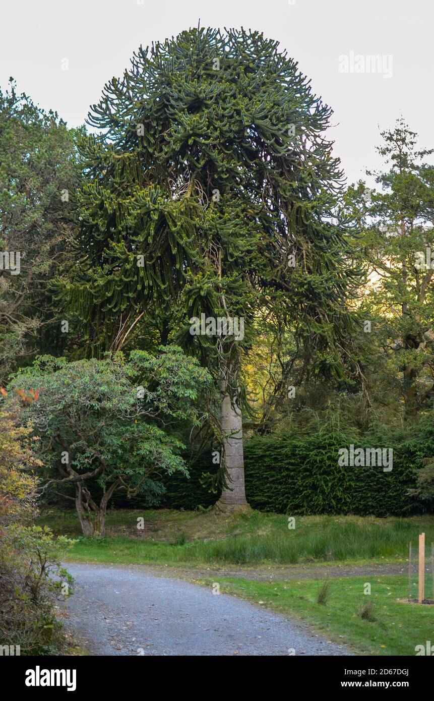 ben più giardino botanico Foto Stock