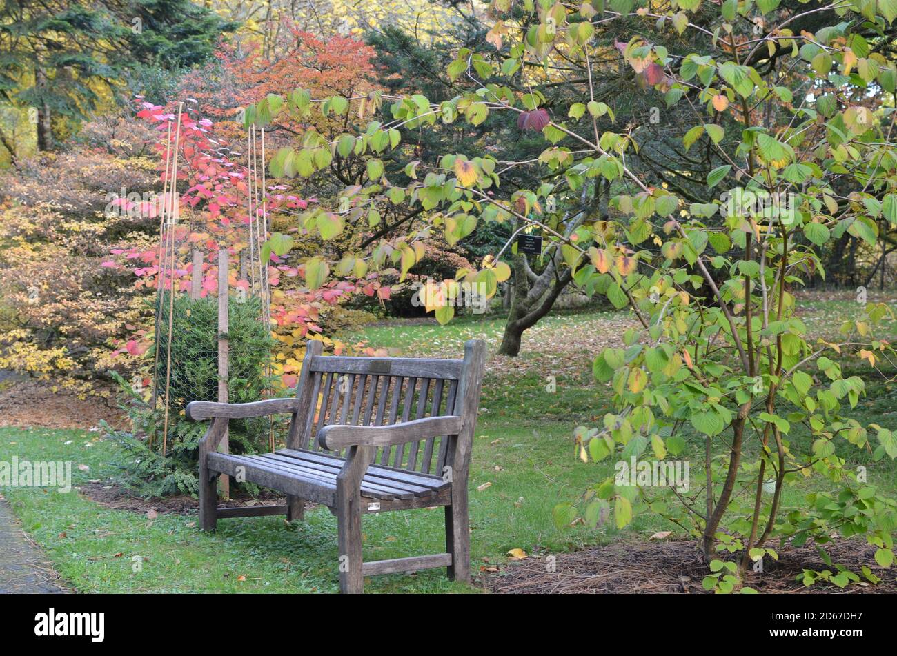 ben più giardino botanico Foto Stock