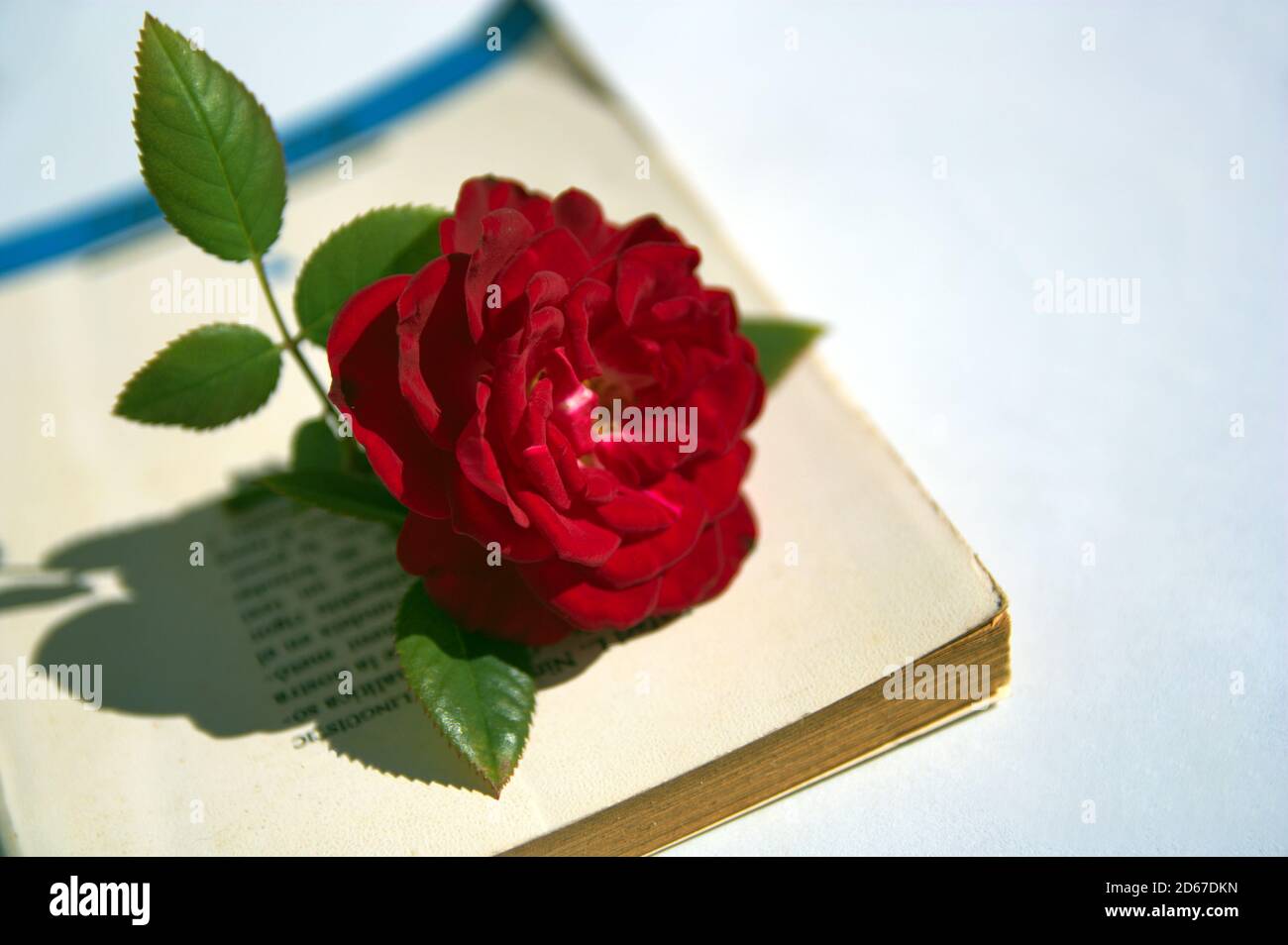 Una rosa rossa con alcune foglie sulla copertina di un libro di letteratura romantica. Romantica immagine concettuale con spazio di copia Foto Stock
