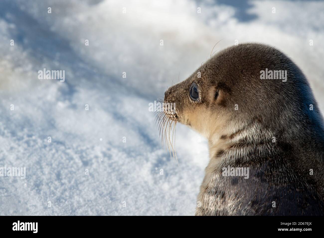 Un ritratto di una giovane foca arpa o di una foca saddleback che si stese su ghiaccio e neve. Foto Stock