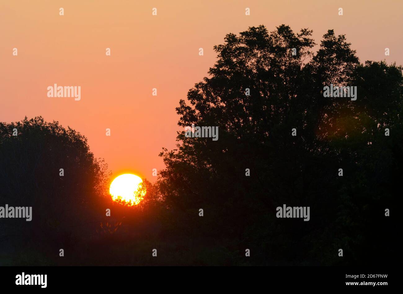 Alberi e Alba dalle silhouette Foto Stock