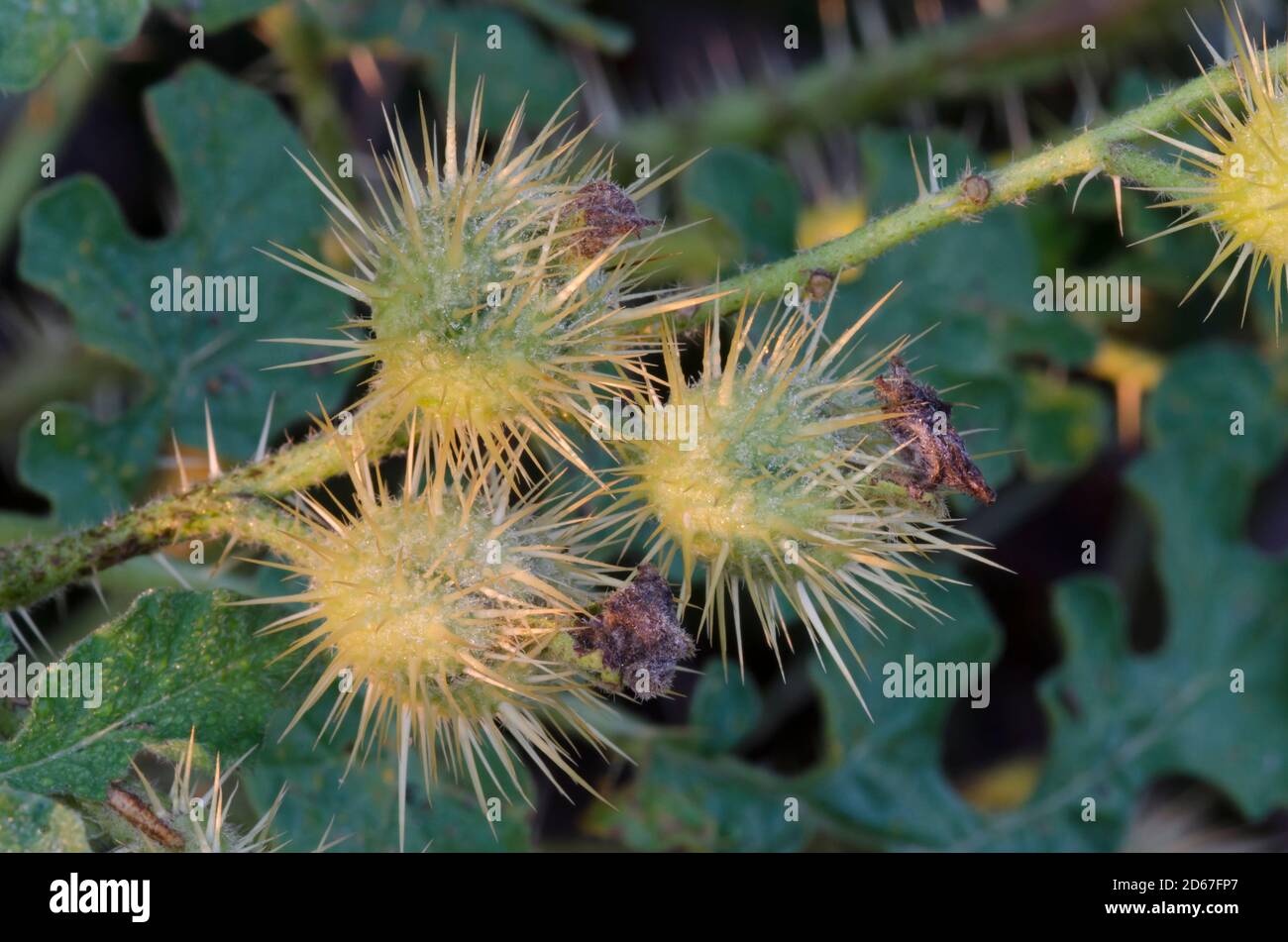 Bufala, Solanum rostratum, frutta Foto Stock