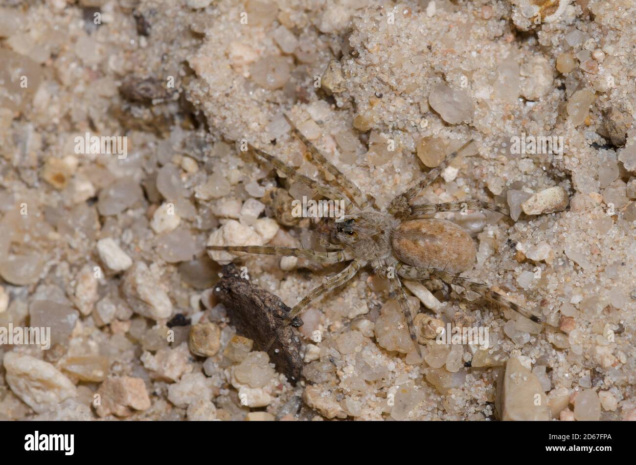 Wolf Spider, Arctosa littoralis, mimetizzata sulla sabbia Foto Stock