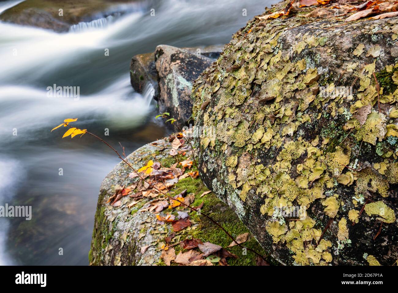 Lichene a foglia verde giallastro che copre un masso vicino a Little River - Lyn Mill Shoals Trail, DuPont state Recreational Forest, Cedar Mountain, Nort Foto Stock