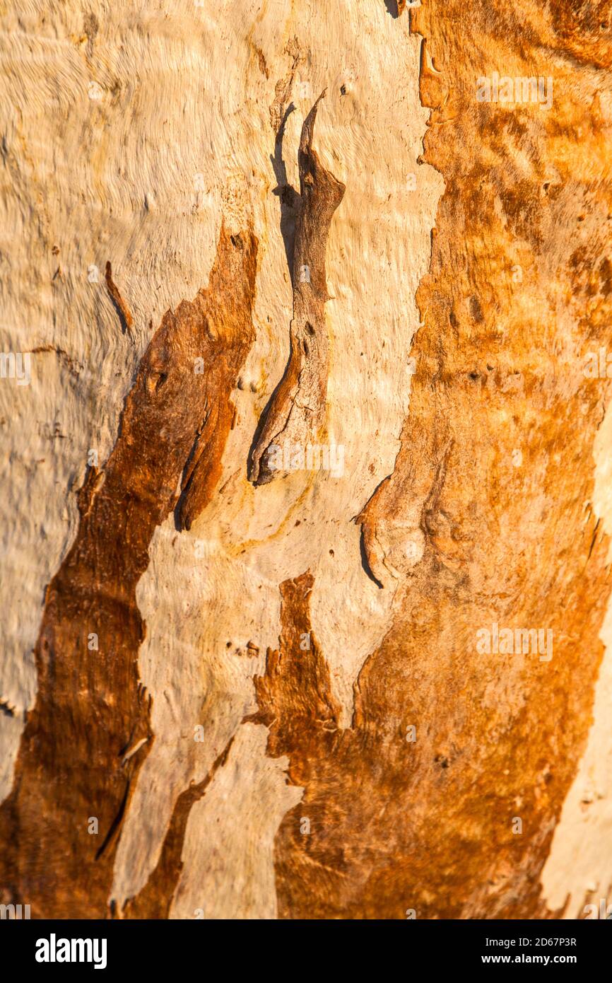 Primo piano della corteccia del fiume Red Gum (eucalipto camaldulensis), Bough Shed Hole, Bladensburg National Park, Queensland. Foto Stock