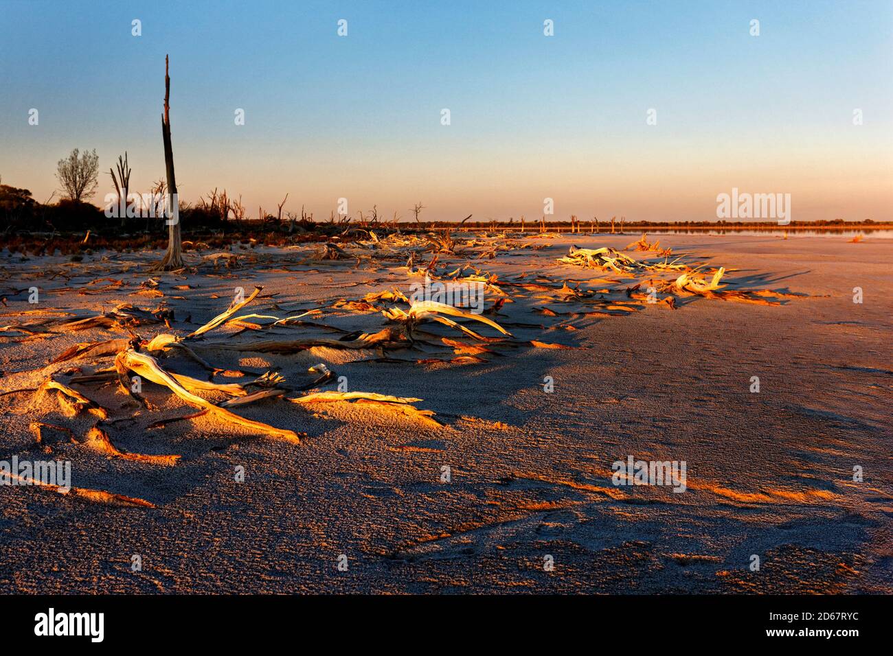Alberi morti e arti, Lago Ninan Salt Lake, Victoria Plains Australia Occidentale Foto Stock