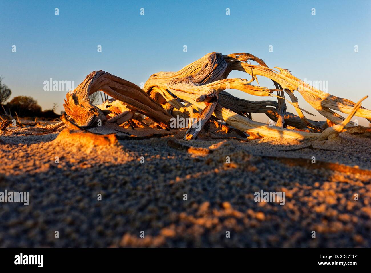 Alberi morti e arti, Lago Ninan Salt Lake, Victoria Plains Australia Occidentale Foto Stock