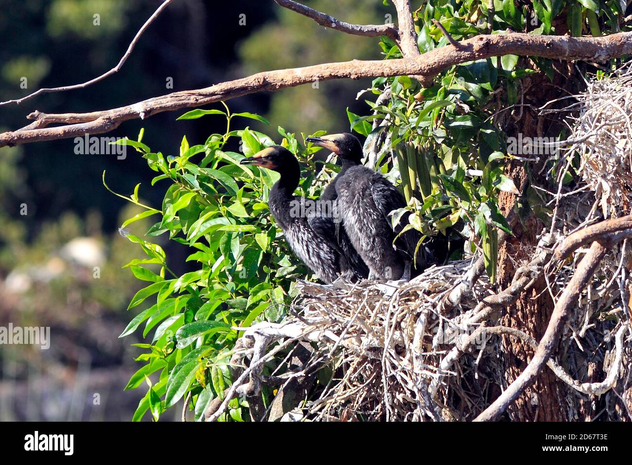 Piccoli cormorani pied, Microcarbo melanoleucos. Conosciuto anche come Little Shag e Kawaupaka. Pulcini nel nido. Coffs Harbour, Australia Foto Stock