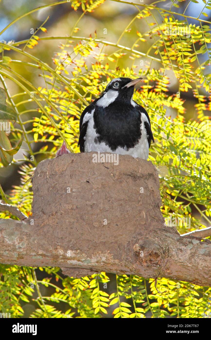 Larchio di Magpie, conosciuto anche come arachia, arachia o arachia di fango, cianoleuca di Grallina. Uccello maschile seduto nel nido. Il becco aperto di un piccolo pulcino è visibile. Foto Stock