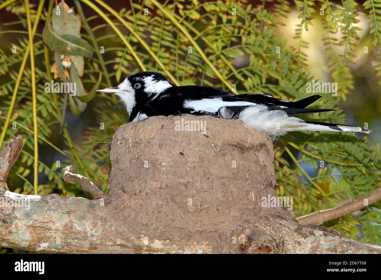 Larchio di Magpie, conosciuto anche come il peewee, il peewit o il lark di fango, il cianoleuca di Grallina. L'uccello femminile è seduto nel nido fatto di fango. Questo uccello è un passatore Foto Stock