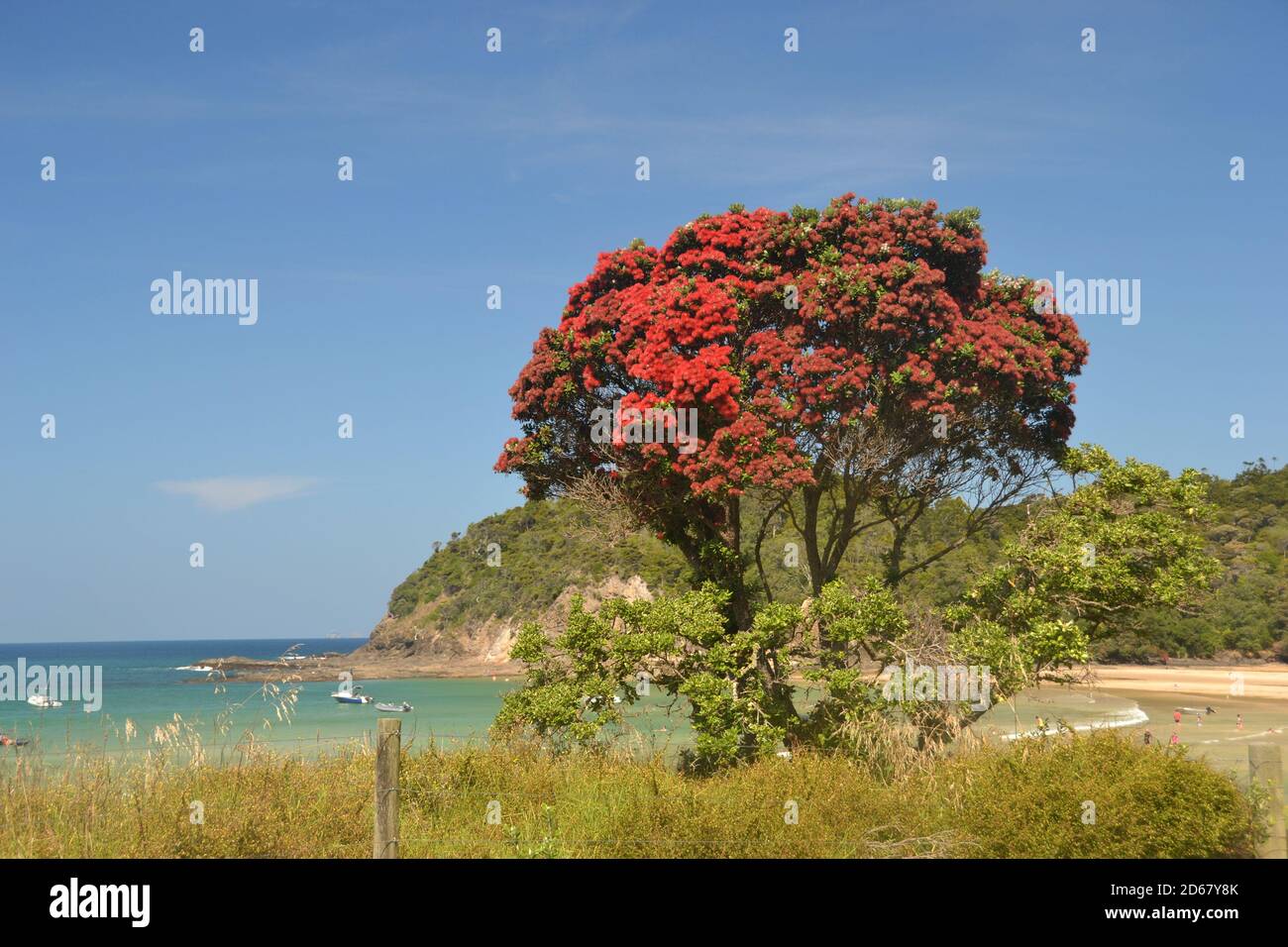 Nuova Zelanda albero di Natale o Pohutukawa, Metrosideros excelsa Matapouri Beach, Isola del nord, Nuova Zelanda Foto Stock