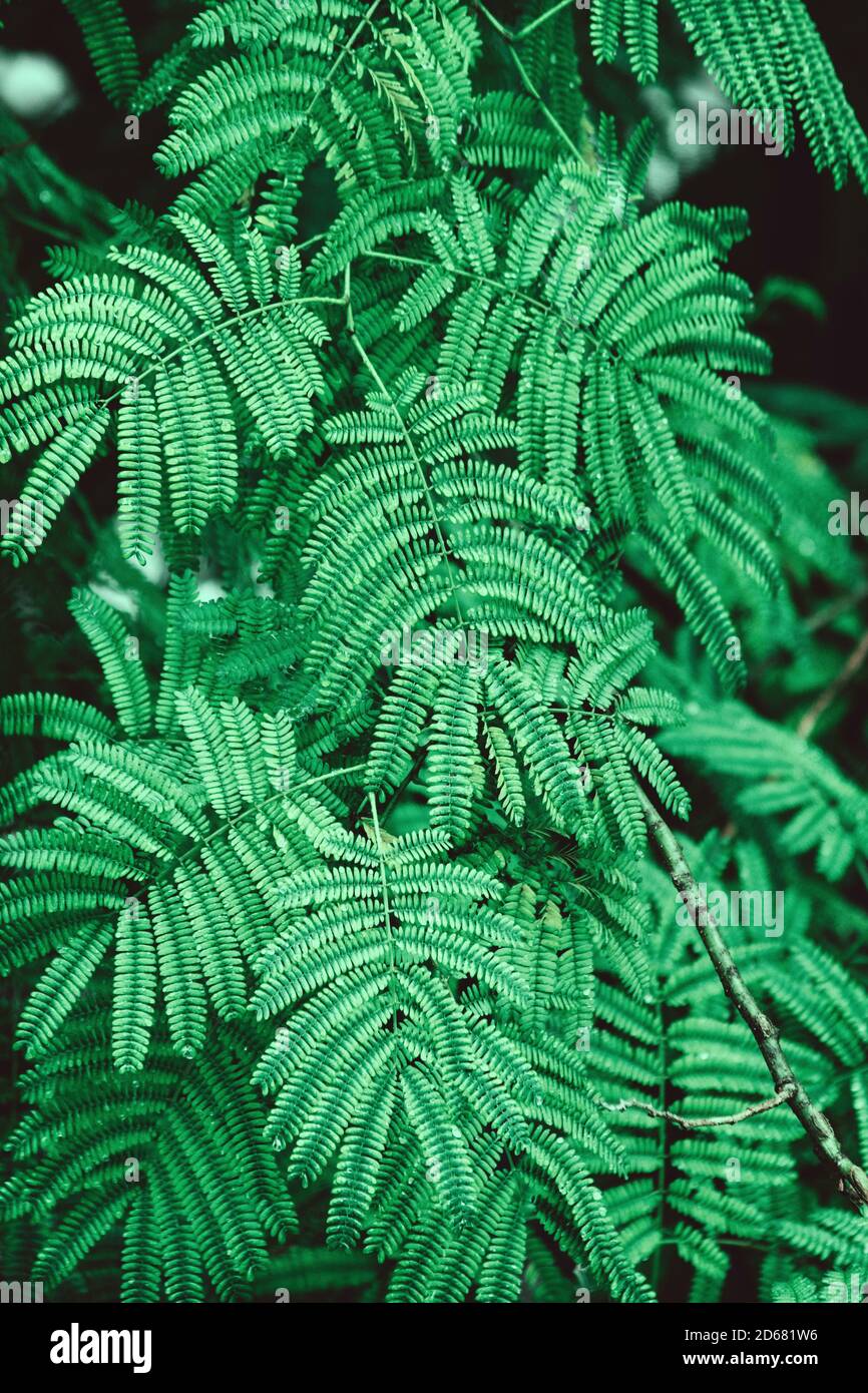 L'albero di acacia di Sophora si allontana in un intenso tono verde Foto Stock