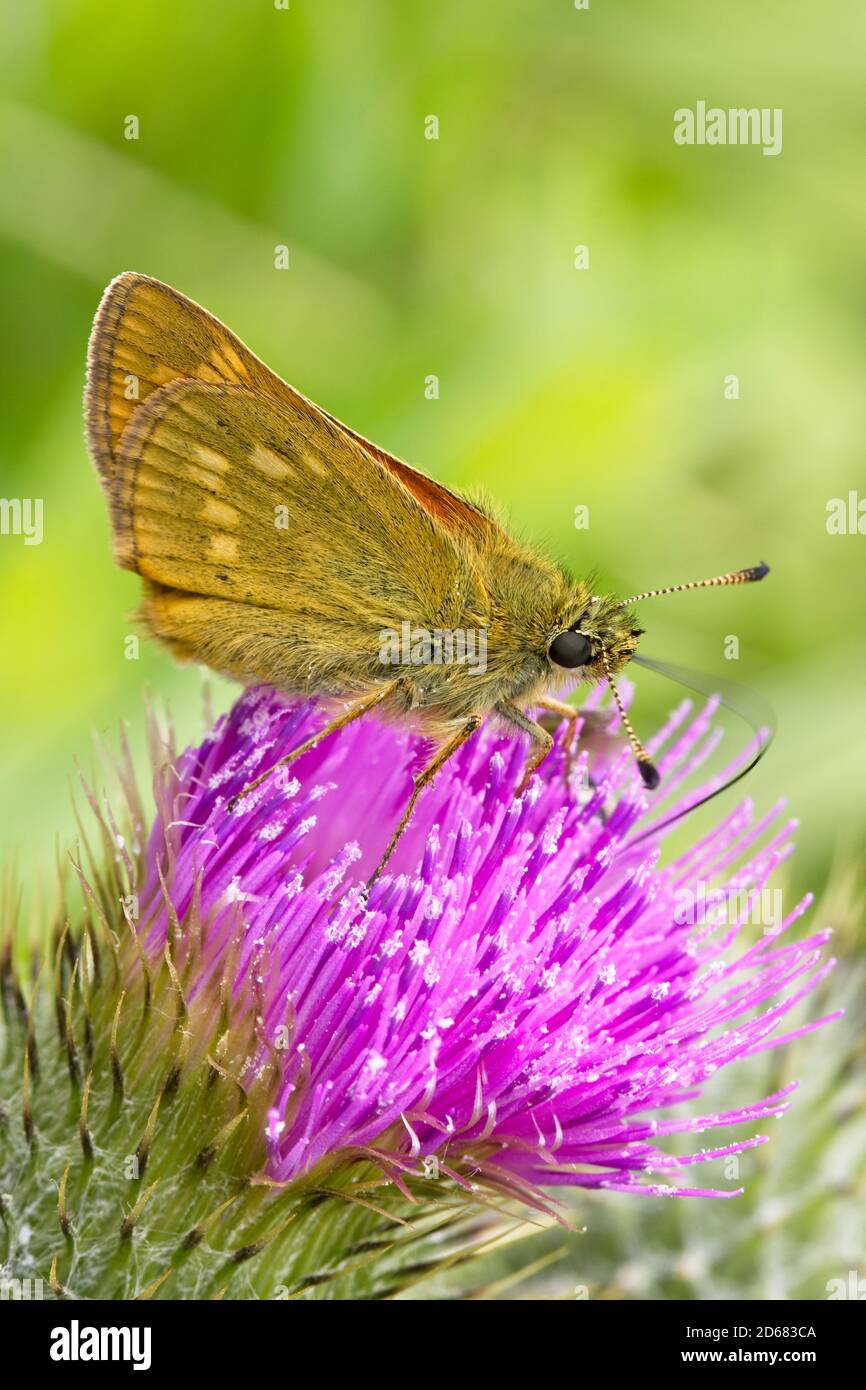 Grande Skipper Butterfly (Ochlodes sylvanus) arroccato con le ali ripiegate su un fiore di thistle, Cornovaglia, Inghilterra, Regno Unito. Foto Stock