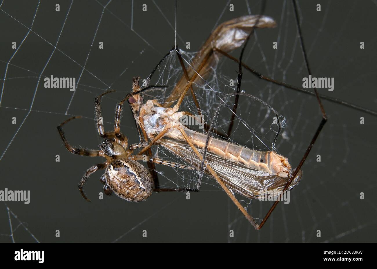 Gru volare catturato in giardino orb web ragno web. Foto Stock