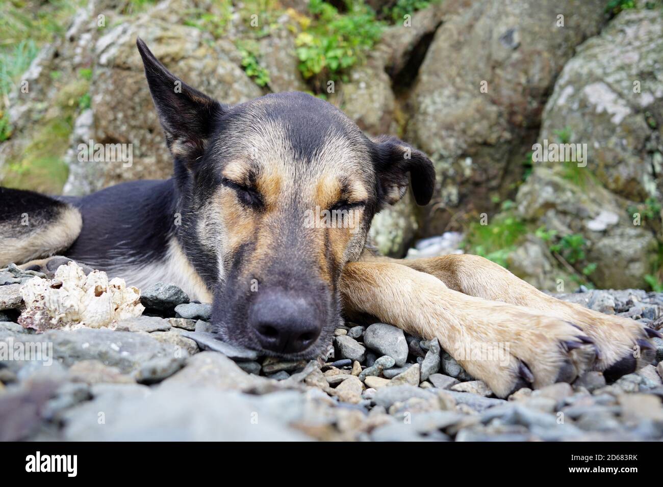 Bellissimo cane pastore giovane che dorme su una spiaggia di ghiaia vicino una scogliera Foto Stock