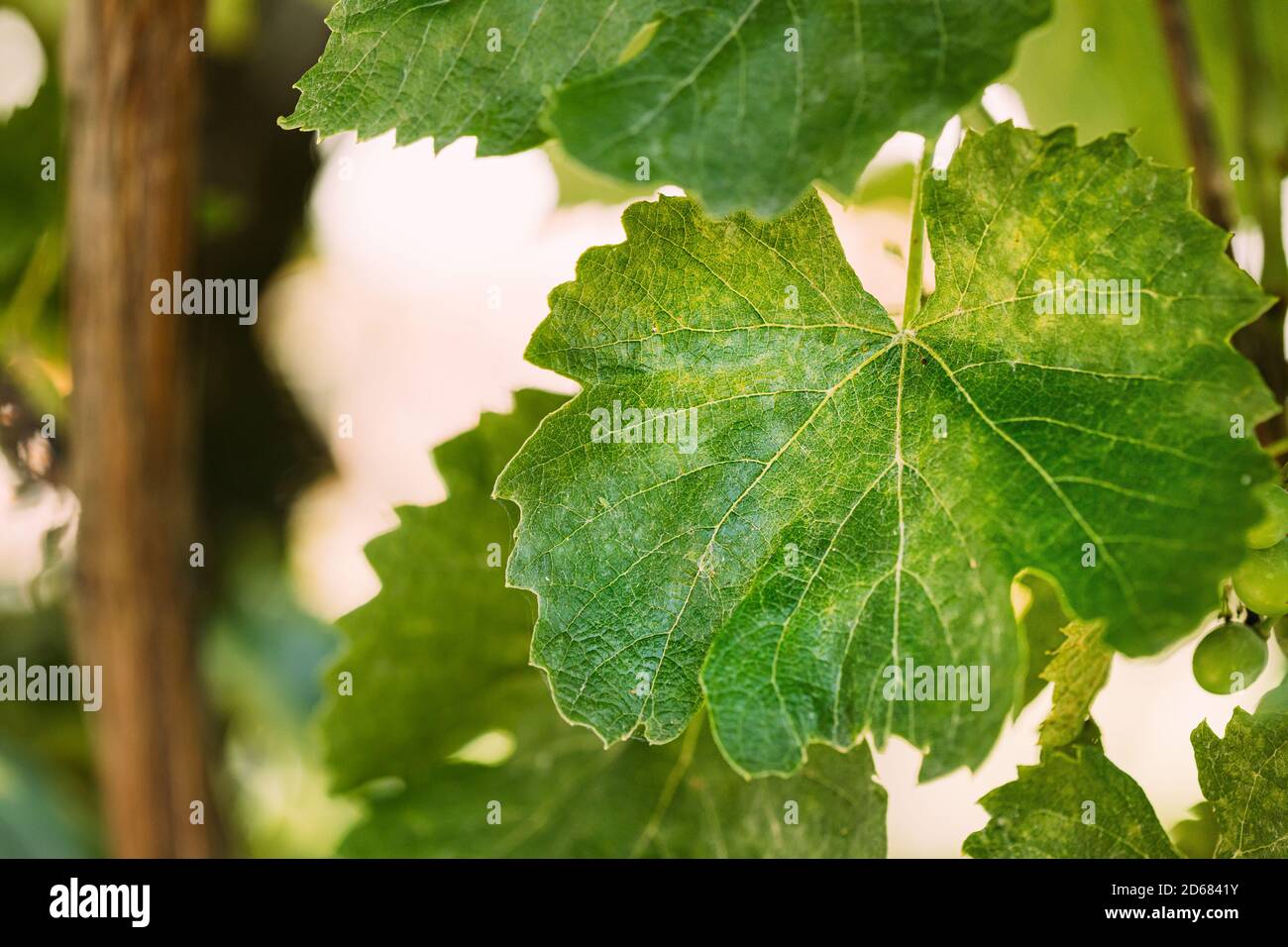 Muffa polverosa su foglie di uva. Malattia di pianta. Raccolto cattivo Foto  stock - Alamy