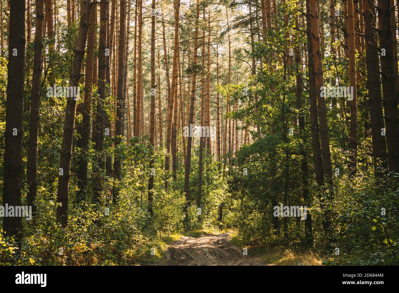 Percorso, vicolo, Walkway, modo in Estate mista foresta tra alberi di bosco. Bellissimo paesaggio di foresta, Parco Foto Stock