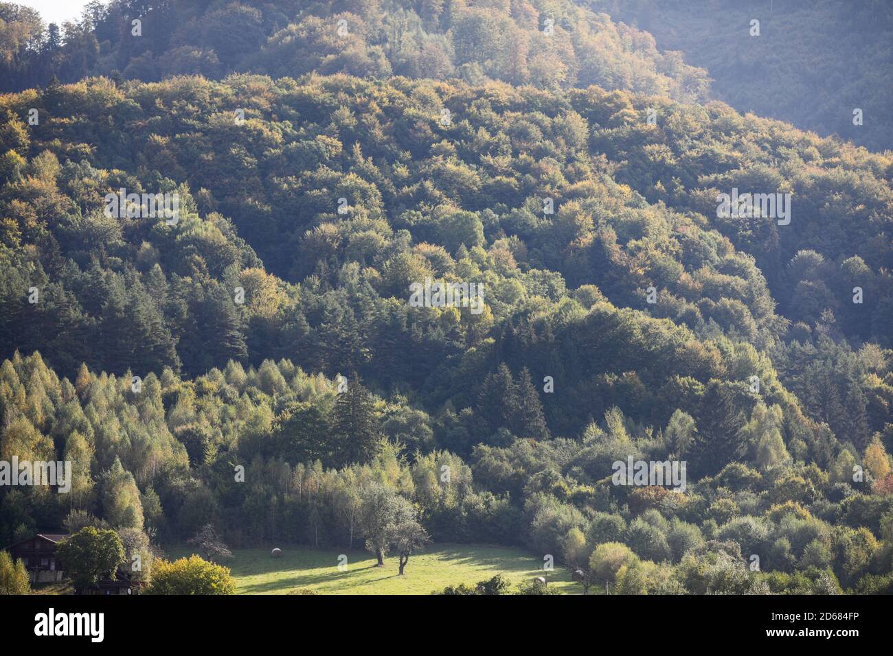 Bella vecchia foresta nelle montagne della Transilvania, Romania. Foto Stock