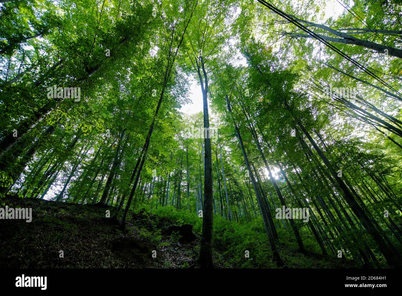 Bella vecchia foresta nelle montagne della Transilvania, Romania. Foto Stock