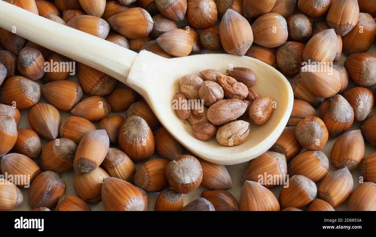 Cucchiaio di legno con nocciole pelate su fondo noci intere. Stile di vita rustico Foto Stock