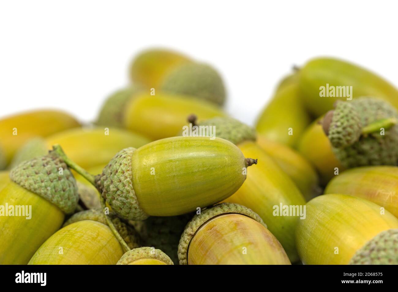 Frutti di farnia, Quercus robur L. in autunno Foto Stock