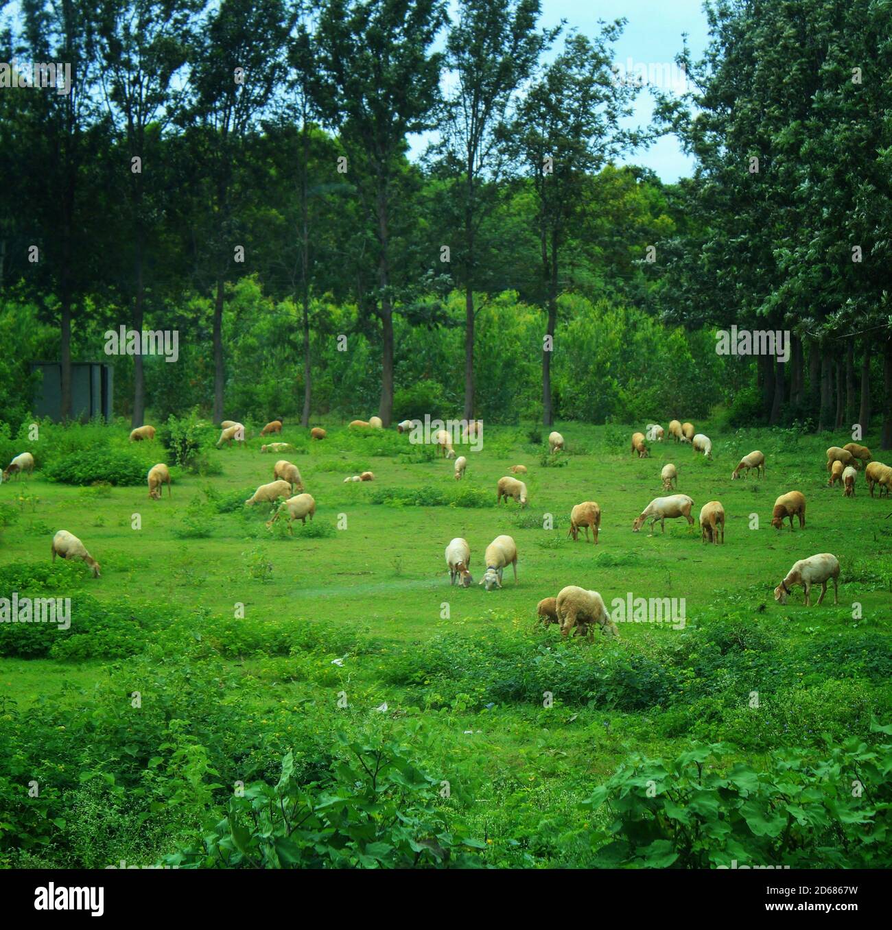 Pascolo delle pecore in un campo aperto, pastori che osservano fuori in modo che nessuna pecora è persa e tutto è alla sua portata. Foto Stock