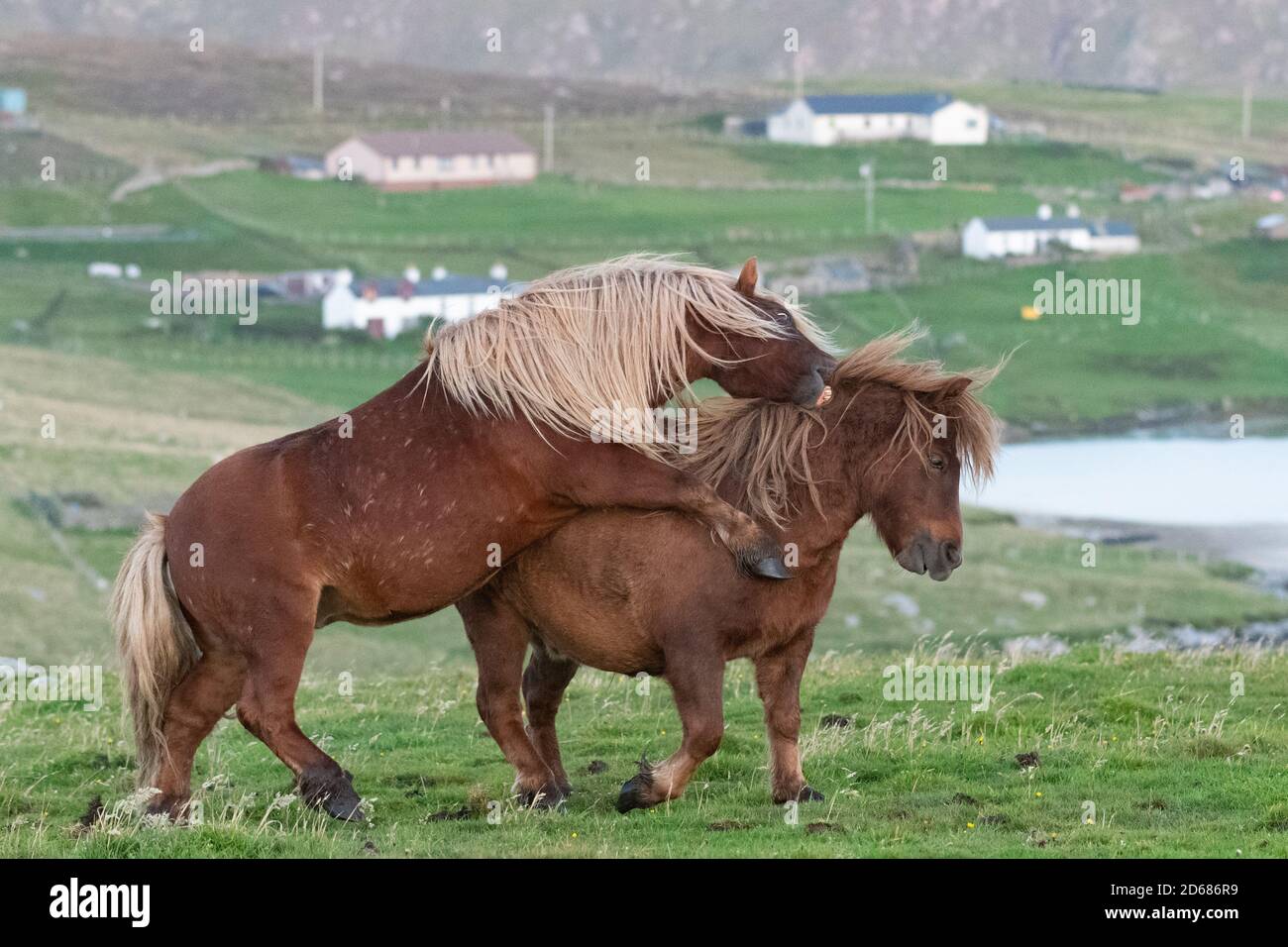 Iceland Horses giocano combattendo, Burra, Shetland Islands, Scozia, Regno Unito Foto Stock