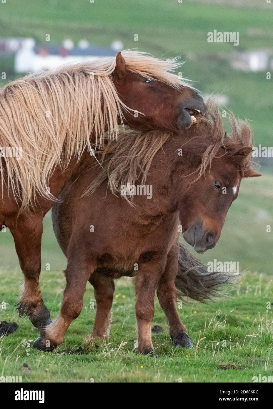 Iceland Horses giocano combattendo, Burra, Shetland Islands, Scozia, Regno Unito Foto Stock